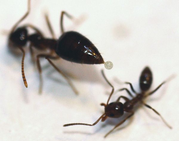 Зимний муравей предпринимает химическую атаку на аргентинского захватчика.