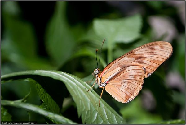 Парк бабочек – Cambridge Butterfly Conservatory