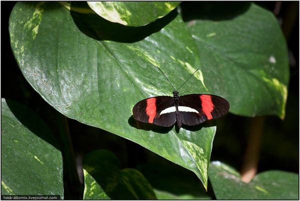 Парк бабочек – Cambridge Butterfly Conservatory
