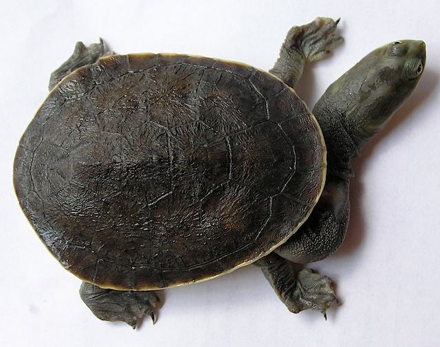 Гигантская змеиношейная черепаха (Macrochelodina expansa)