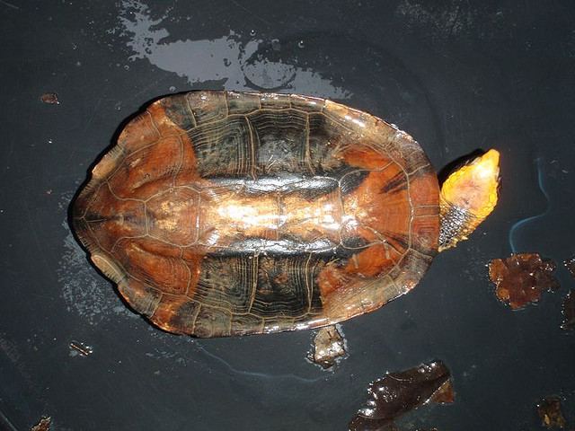 Красноголовая плоская черепаха (Platemys platycephala)