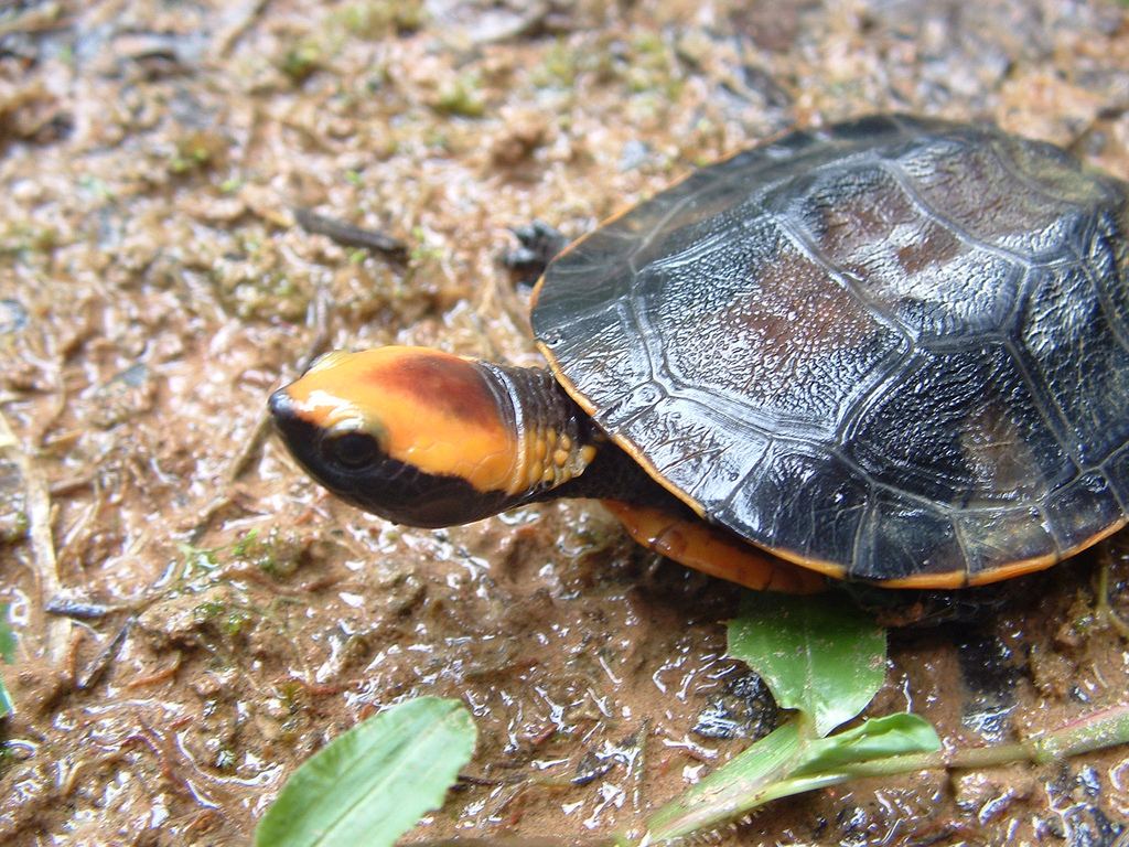 Красноголовая плоская черепаха (Platemys platycephala)