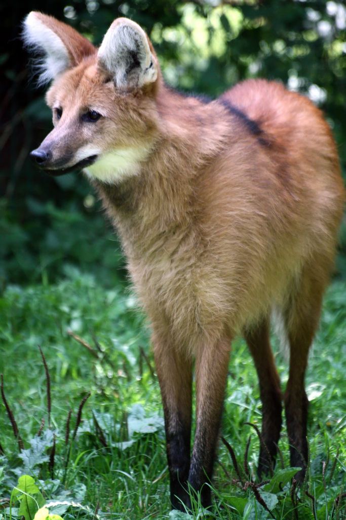 Гривистый волк (лат. Chrysocyon brachyurus) 