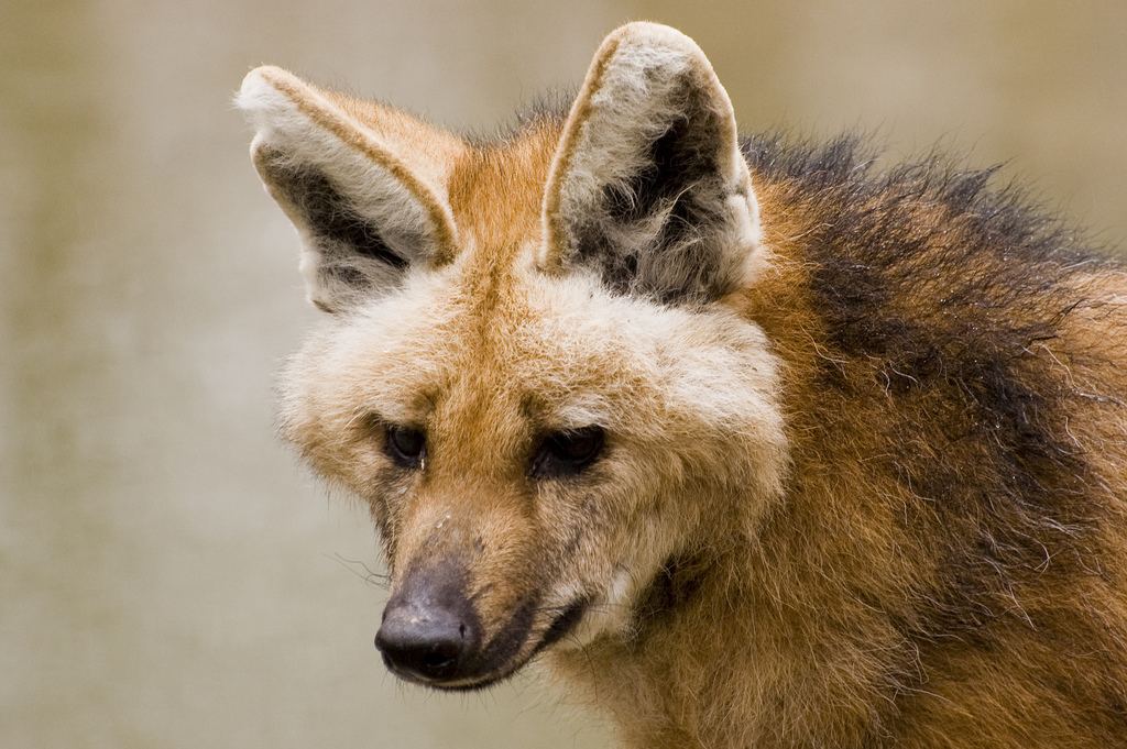 Гривистый волк (лат. Chrysocyon brachyurus) 
