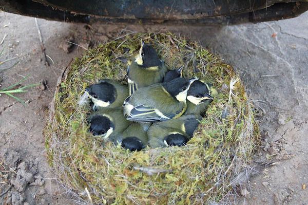 Птичьи гнезда в неожиданных местах