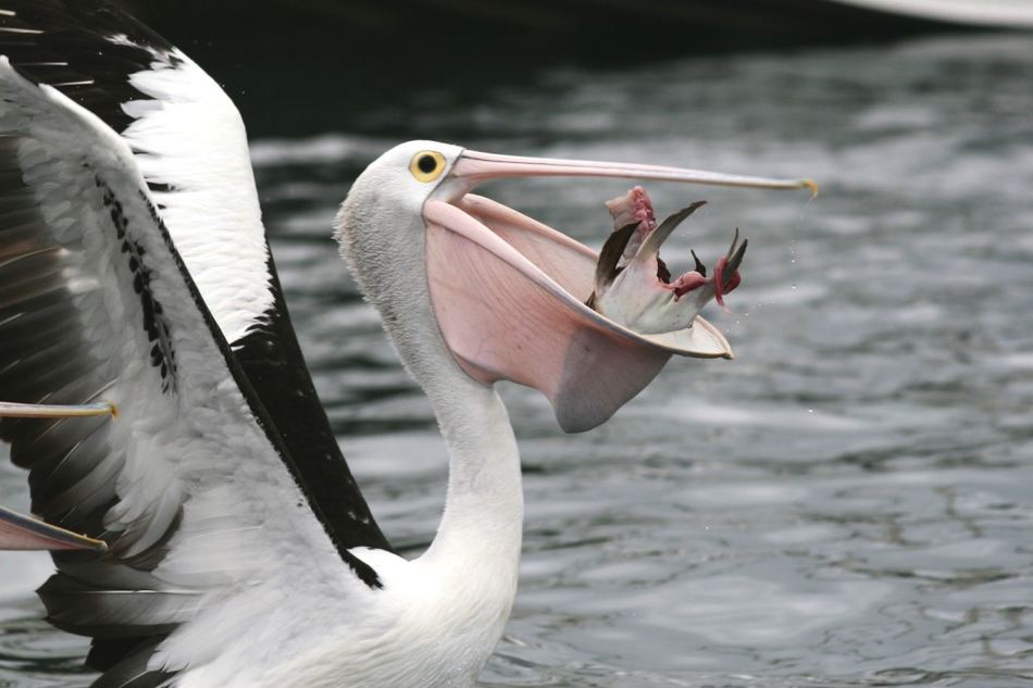 Австралийский очковый пеликан (лат. Pelecanus conspicillatus)