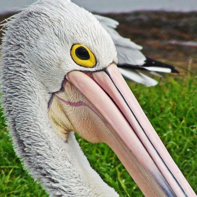Австралийский очковый пеликан (лат. Pelecanus conspicillatus)