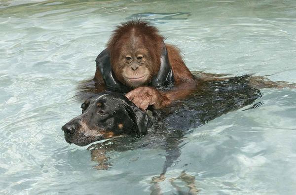 Орангутан Сурия (Suryia) и пёс Роско (Roscoe) - подлинная история настоящей дружбы