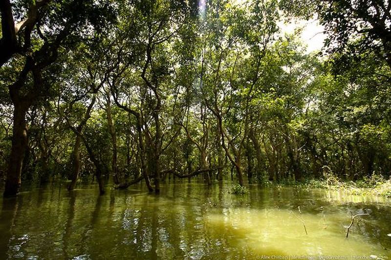Прогулка в чащу затопленного Камбоджийского леса