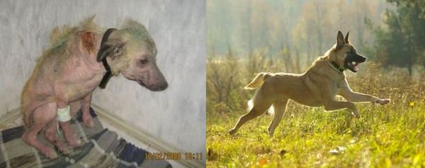 Спасенные животные до и после приюта
