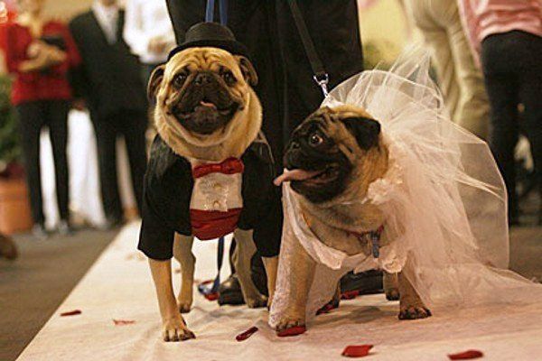 Свадебные фотографии животных