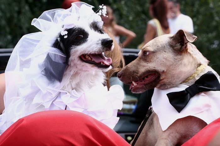 Свадебные фотографии животных