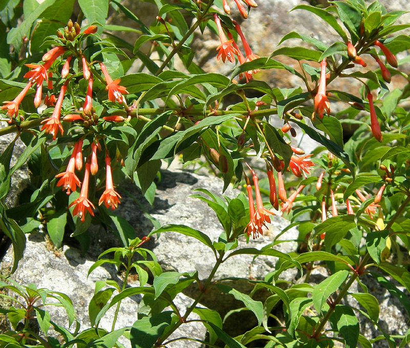 Фуксия  щитковидная, или тирсецветковая (F. corymbiflora)