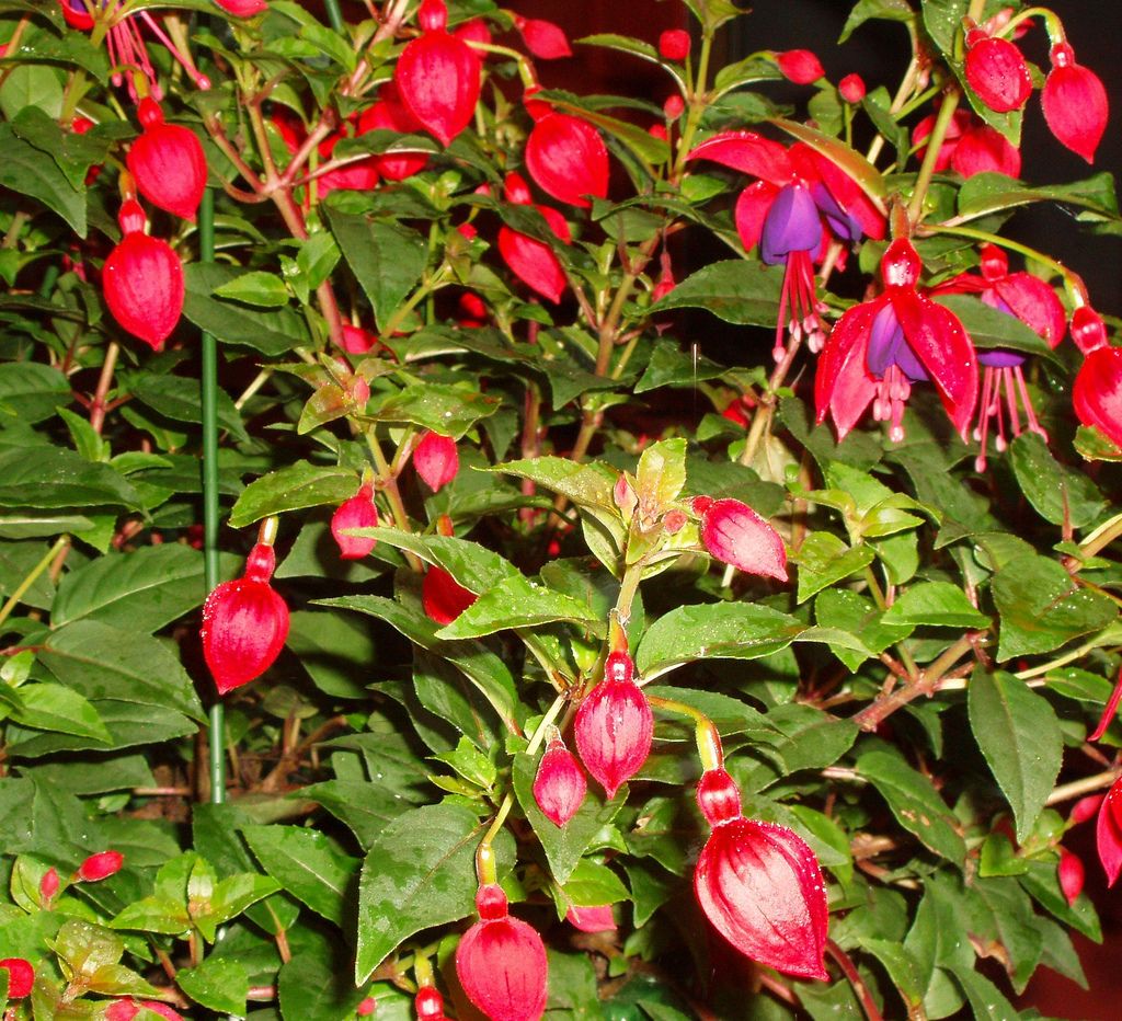 Фуксия ярко-красная - Fuchsia coccinea
