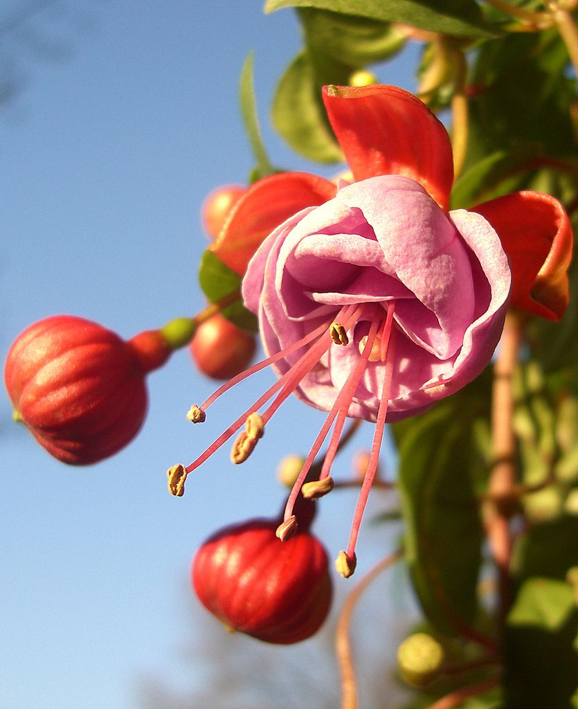 Фуксия гибридная (Fuchsia hybrida)