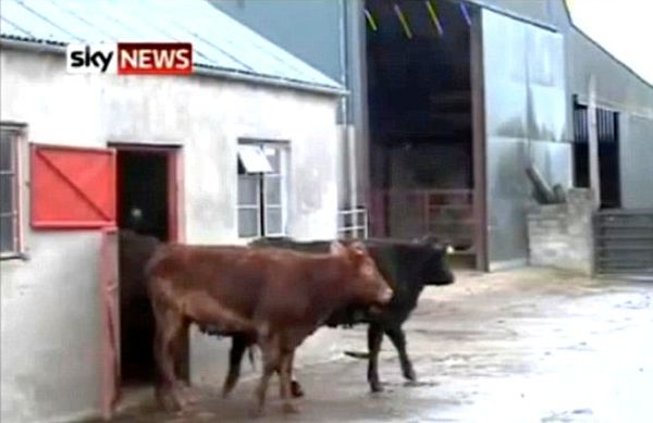 В Ирландии живет необычайно умная корова
