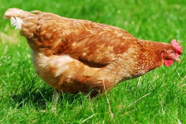 Британский издатель Майлз Блэкуэлл сделал самую обычную курицу наслледницей его состояния в 18 мн. долларов США.