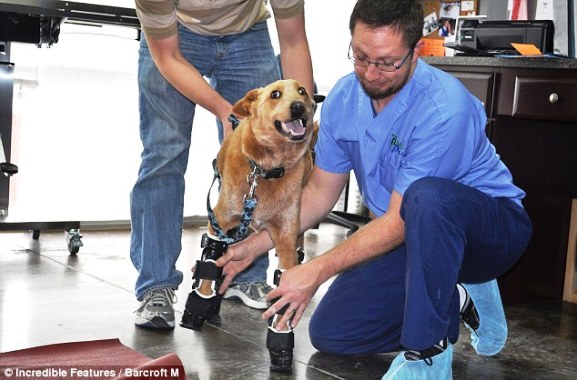 Накио (Naki'o) первый в мире пес с бионическими протезами всех четырех лап