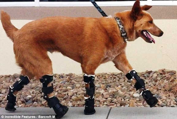 Накио (Naki'o) первый в мире пес с бионическими протезами всех четырех лап