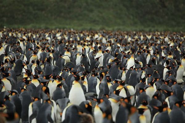 Великая тусовка императорских пингвинов