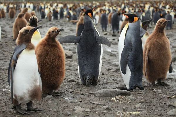 Великая тусовка императорских пингвинов