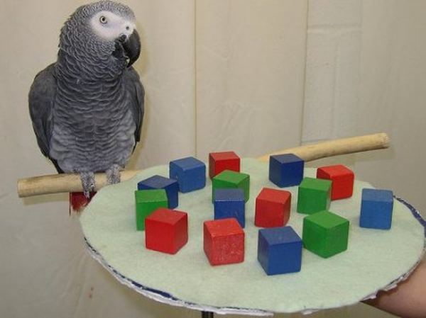 Самый умный попугай