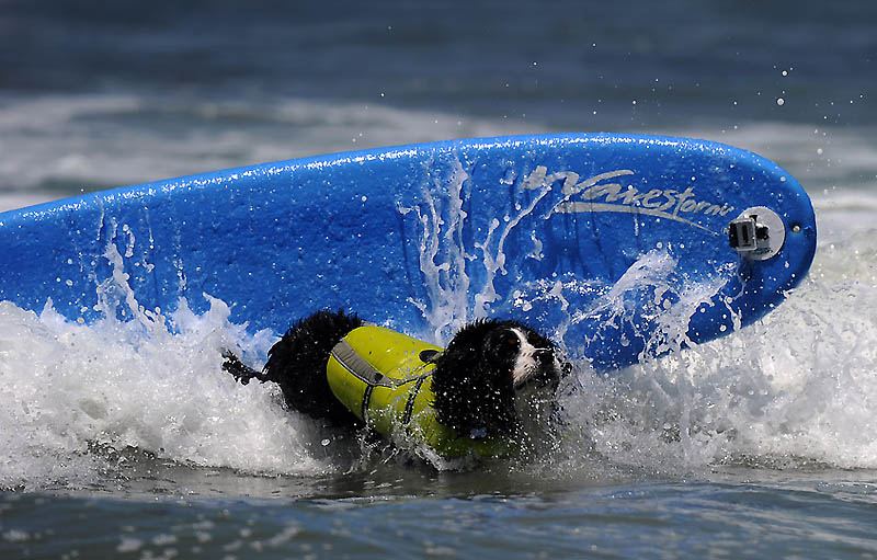 6-й чемпионат собачьего сёрфинга