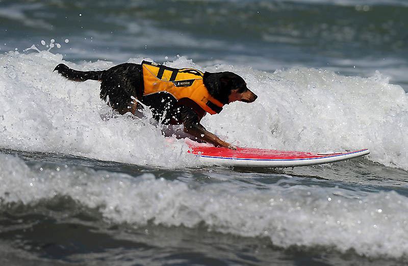 6-й чемпионат собачьего сёрфинга