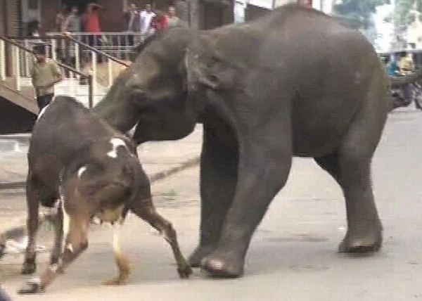 Разбушевавшиеся слоны в индийском штате Каматака