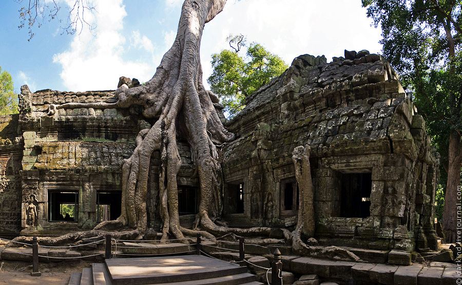 Гармония дерева и камня храма Та Пром, окрестности Сием Рипа, Камбоджа