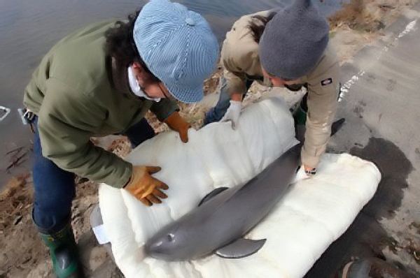 Спасение дельфинёнка на рисовом поле в Японии