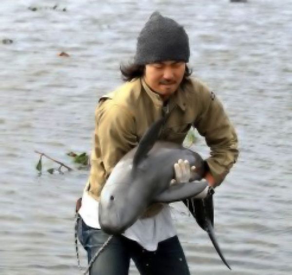 Спасение дельфинёнка на рисовом поле в Японии