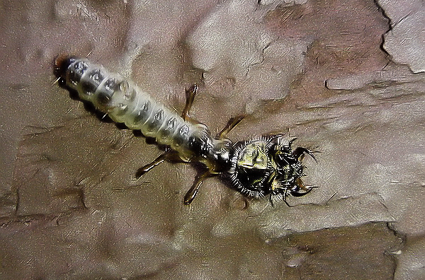 Личинка одного из жуков-скакунов