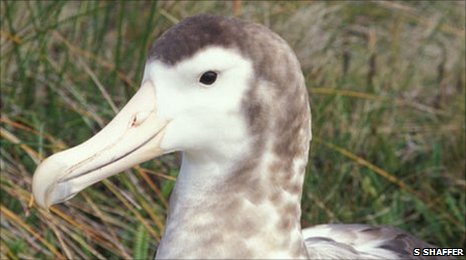 Самым редким из всех видов альбатросов учёными был признан амстердамский альбатрос (Diomedea amsterdamensis) или альбатрос амстердамских островов, сообщило BBC News.