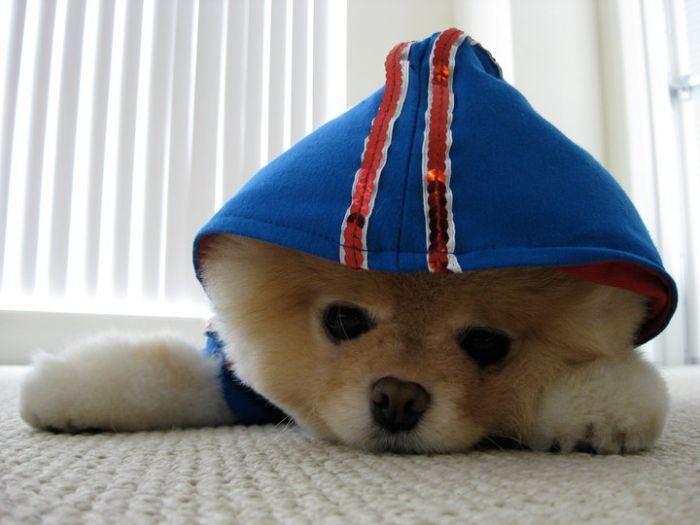 Померанский шпиц - cамая популярная собака на Facebook