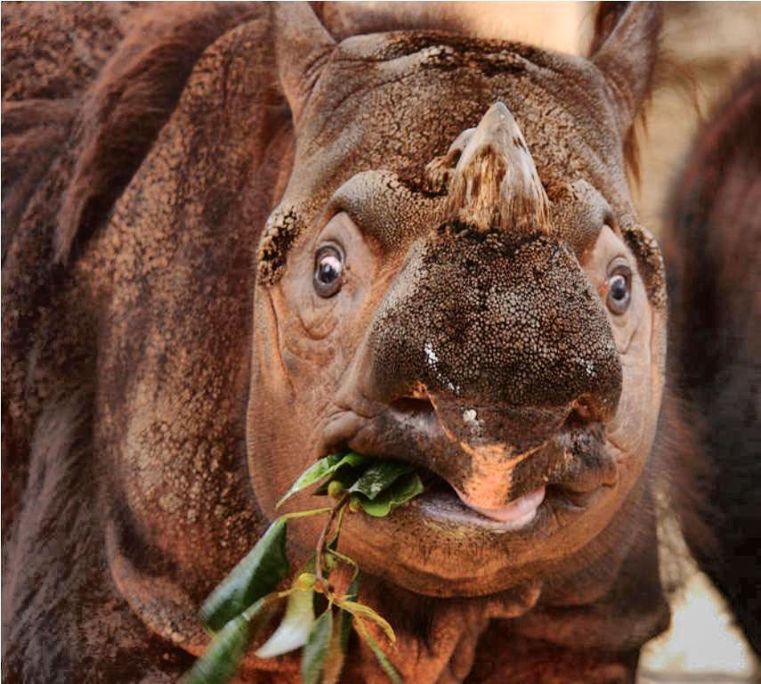 Суматранский носорог (лат. Dicerorhinus sumatrensis)