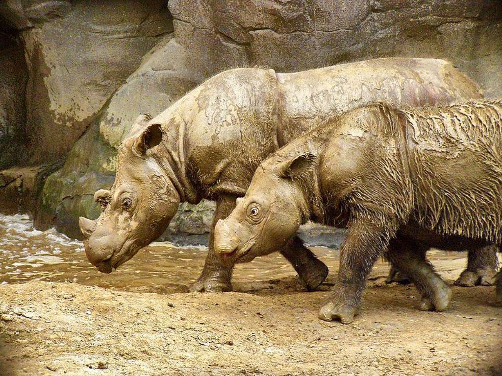 Особенностью суматранского носорога является наличие 2-х рогов. Передний рог намного превышает по размерам второй, который вообще может быть похож небольшую шишку на носу. Большой рог вырастает до 15- 45 сантиметров. У самок тоже есть рога, но они намного меньше и не так заметны.