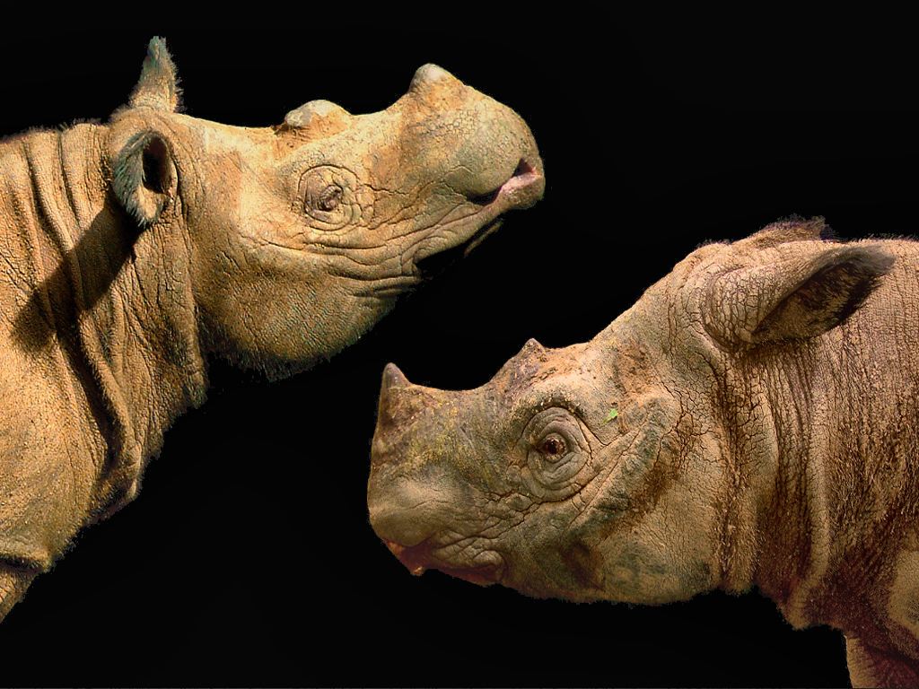 Суматранский носорог (лат. Dicerorhinus sumatrensis)