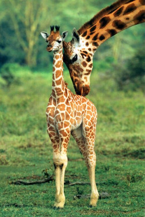 Детёныш жирафа