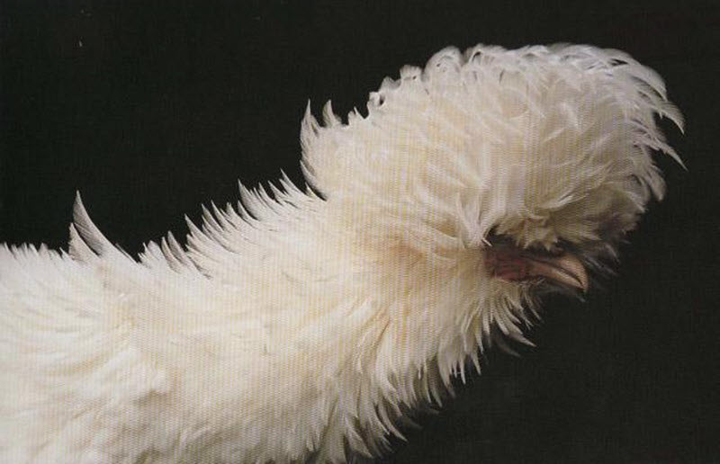 Картинки по запросу Белая польская курица и цыпленок