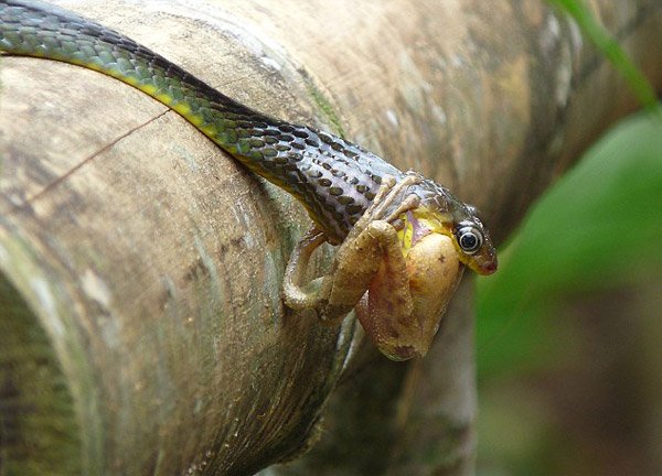 Змея и древесная лягушка