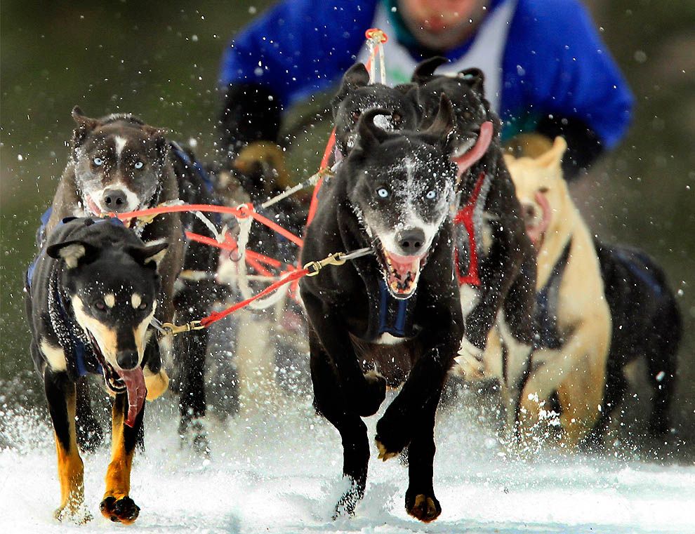 Завершение сезона гонок на собачьих упряжках