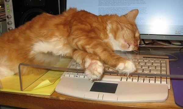 Кошки и клавиатура