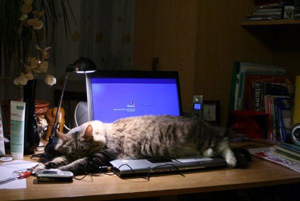 Кошки и клавиатура