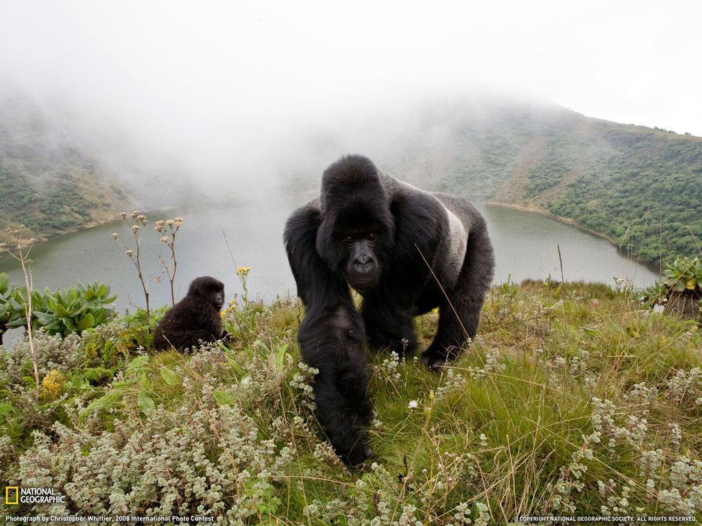 Фотографии животных от National Geographic