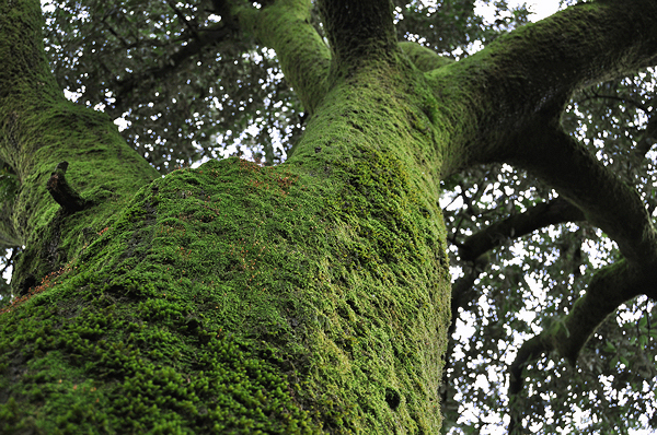 Очень-старое-дерево, высокое, с древесным мхом, — идеальная жилплощадь для цианобактерий.