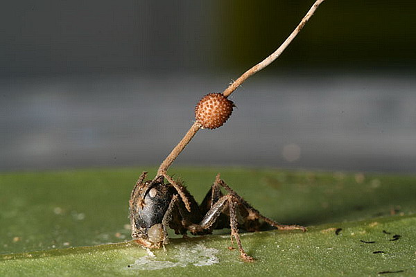 Мёртвый муравей, вцепившийся в лист, и плодовое тело гриба-паразита (фото Harry C. Evans / Simon L. Elliot / David P. Hughes).