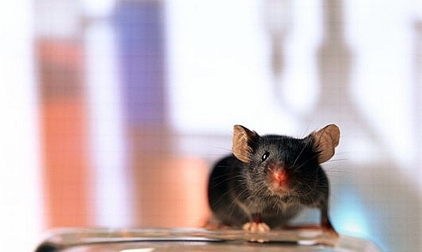 Мышь лабораторная
