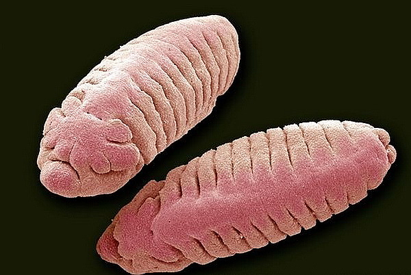Личинки дрозофил под сканирующим электронным микроскопом