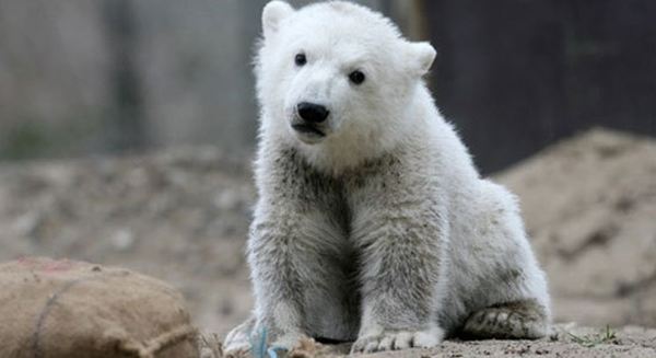 В берлинском зоопарке умер знаменитый медведь Кнут